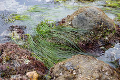 潮间带软体动物、海草和海藻的潮间带岩石