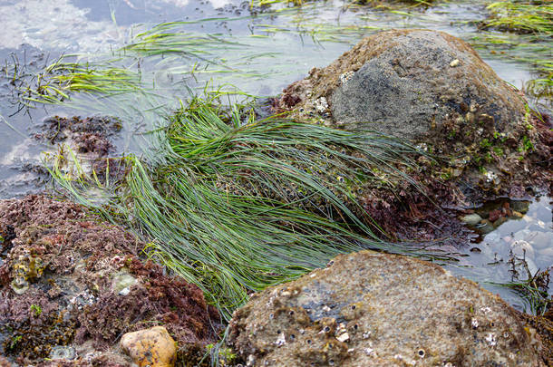 潮间带软体动物、海草和海藻的潮间带岩石