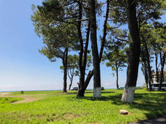 无云的天空，地平线，大海，一个海滨度假村的松树