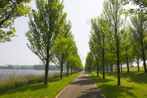 行树和自行车路径