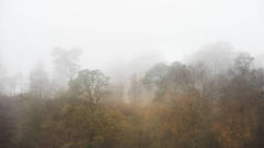 雾蒙蒙的林地美丽的秋天美景d