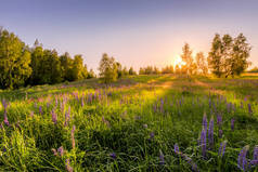 在晴朗的夏日，晴朗无云的天空中，带着紫色羽衣、野生康乃馨和白桦树的田野里，夕阳西下或黎明时分。景观.