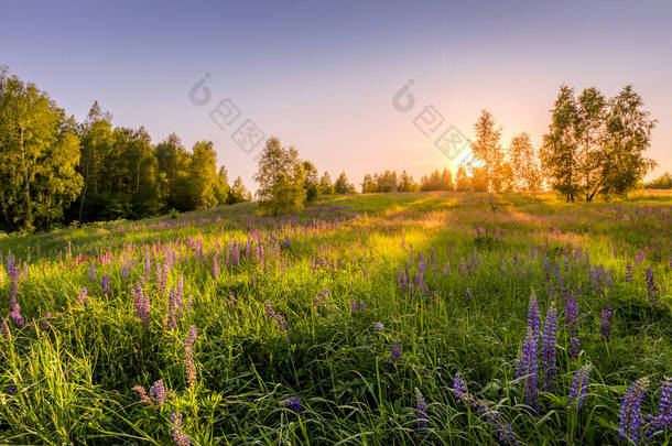 在<strong>晴朗</strong>的夏日，<strong>晴朗</strong>无云的天空中，带着紫色羽衣、野生康乃馨和白桦树的田野里，夕阳西下或黎明时分。景观.