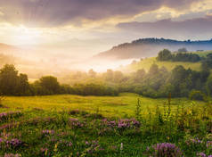 喀尔巴阡山脉雾蒙蒙的日出。沃洛韦茨地区美丽的夏季风景。草甸上的紫色花朵，雾蒙蒙的森林小山。远处的Pikui山.