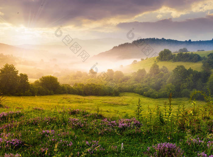 喀尔巴阡山脉雾蒙蒙的日出。沃洛韦茨地区美丽的夏季风景。草甸上的紫色花朵，雾蒙蒙的森林小山。远处的Pikui山.