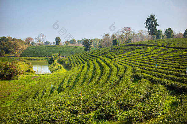 泰国北部的茶园，清莱。绿意盎然，有机农场. 