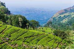 斯里兰卡哈普特莱附近的茶叶种植园