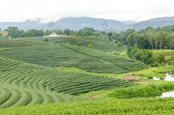 茶园在日出的美丽的风景