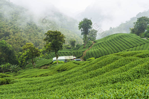 在山顶的茶叶种植园