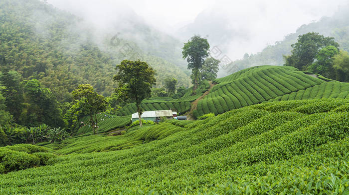 在山顶的茶叶种植园