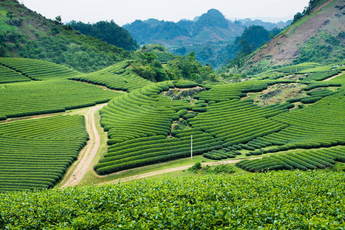 越南儿子 La 省 Moc 洲村茶园 茶山