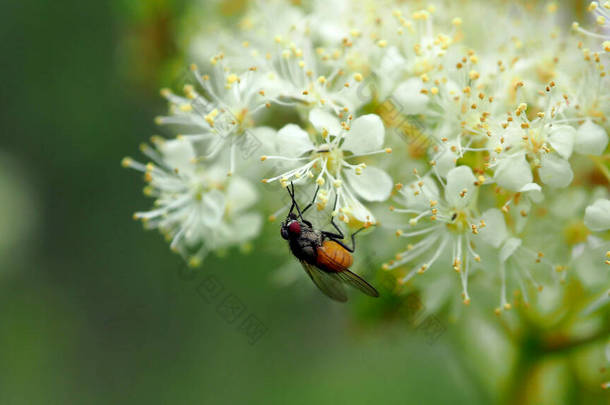 昆虫在蜂蜜采集季节<strong>采蜜</strong>.