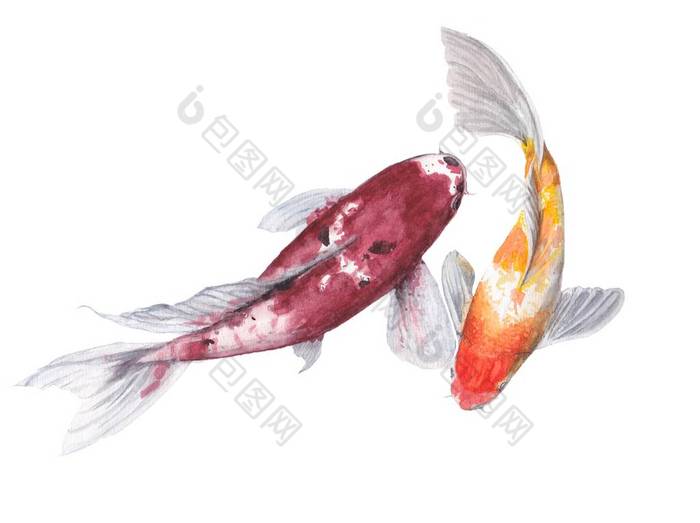 锦鲤鱼鲤鱼水彩画被隔绝水彩手绘可爱动物插图片-包图网企业站 锦鲤鱼鲤鱼水彩画被隔绝水彩手绘可爱动物插图片-包图网企业站