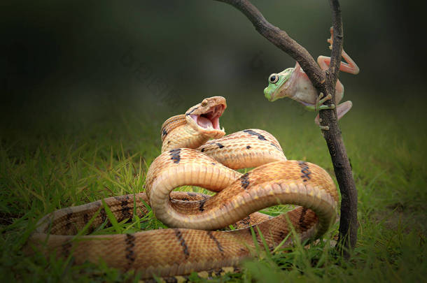 蛇和青蛙的自然背景