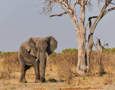 在博茨瓦纳，一头大大象（LOxodonta africana）在野生草原上行走.