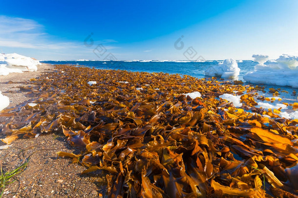 很多是在冬季在奥霍茨克海滩海被冲到岸上的海藻。萨哈林岛, 俄罗斯