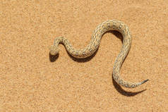 佩林吉的阿德斯----来自纳米比亚沃尔维斯湾纳米布沙漠的小毒蛇.