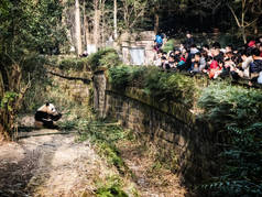 在Ch熊猫基地，人们和游客在看大熊猫