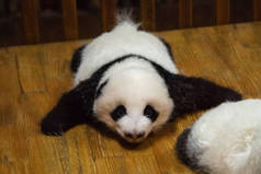成都熊猫中心熊猫小狗