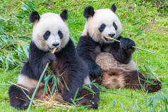 熊猫，妈妈和它的年轻，一起吃竹子