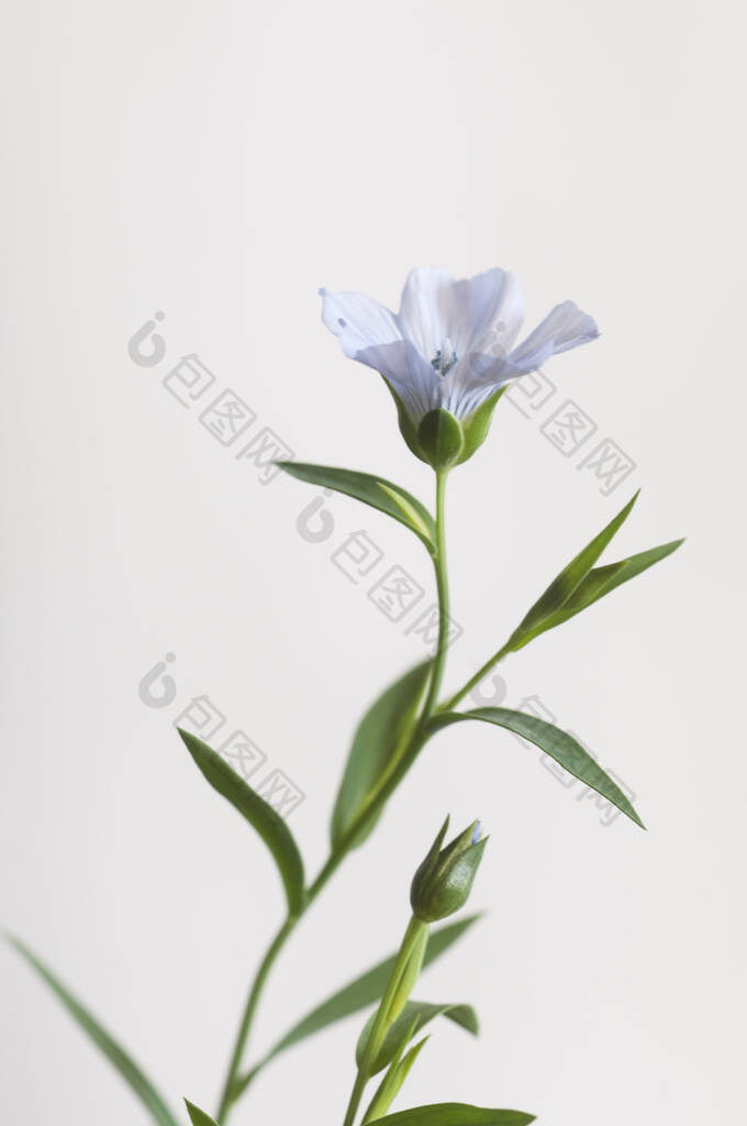 花序花(Linum usitatissimum)在浅色背景上，近距离拍摄，局部聚焦