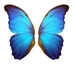 蝴蝶的翅膀，莫弗。在白色背景上隔离的蝶翼.