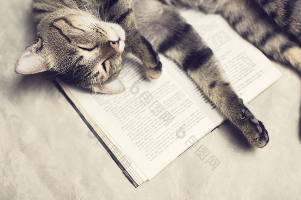 猫躺在一本书上 