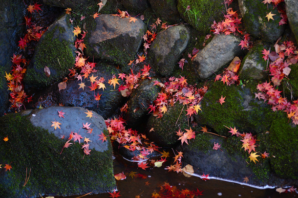 日本枫叶水面上