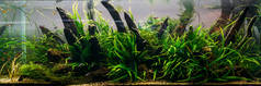水族馆藻类, 鱼缸里的植物元素, 特写, 宠物店