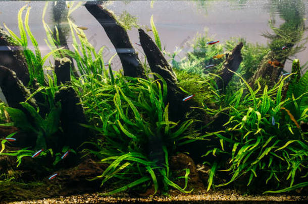水族馆藻类, 鱼缸里的植物元素, 特写, <strong>宠物店</strong>