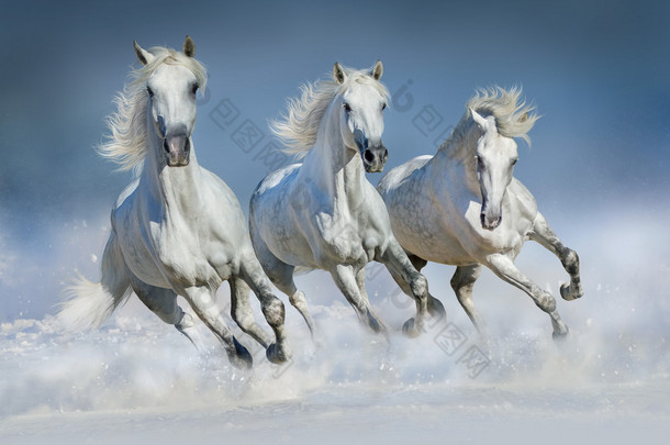雪中的马