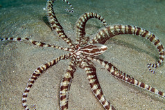 模仿在红海章鱼 （thaumoctopus 真鲷).