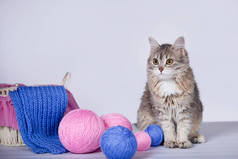 可爱的小猫,有羊毛和篮子. 蓝色和粉色线在球和针织围巾。 灰色背景。 有选择的软重点.