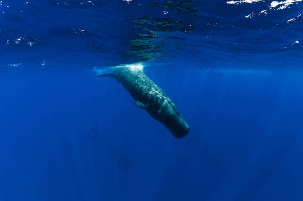 毛里求斯海底蓝海的抹香鲸潜水.
