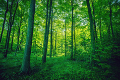 绿颜色的森林落叶