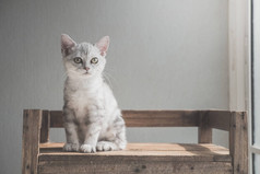 可爱的美国短毛小猫坐在老木架子下的光从窗口