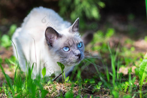 夏天阳光明媚，一只猫坐在草地上，部分阴凉.