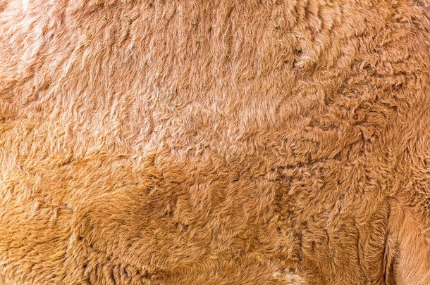 骆驼动物皮毛纹理特写照片