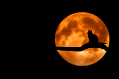 月球上的猫