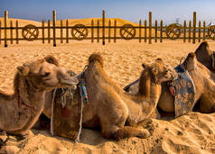 中国内蒙古鄂尔都斯市附近库布奇沙漠的沙地上休息着两头驼背的培根骆驼