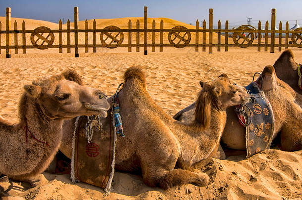 中国内蒙古鄂尔都斯市附近<strong>库</strong>布奇沙漠的沙地上休息着两头驼背的培根骆驼
