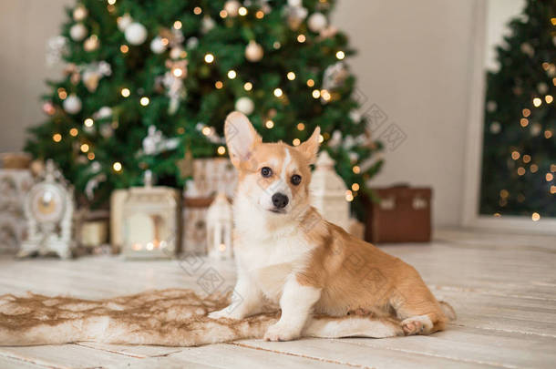 小狗威尔士科吉·卡迪根坐在地板上的圣诞树背景上的毛皮被褥上, 上面带着礼物