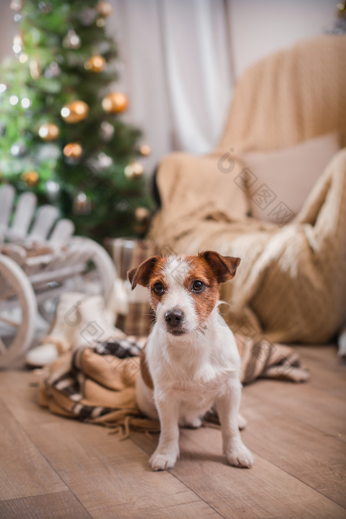 杰克罗素梗犬狗圣诞节，新年，