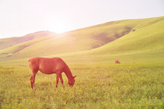 在中国内蒙古的草原上吃草的红马.