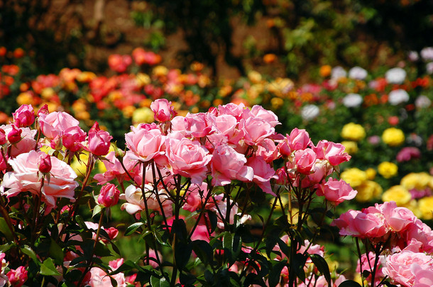 粉红色玫瑰花园