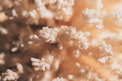 以美丽的珊瑚为背景的特写