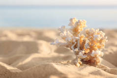 阳光明媚的夏日，沙滩与美丽的珊瑚在海边。文本空间