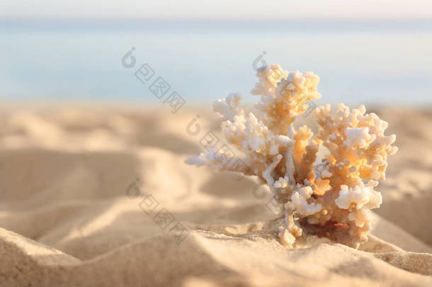 阳光明媚的夏日，沙滩与美丽的珊瑚在海边。文本空间