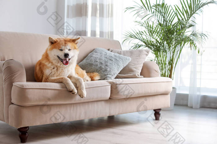 可爱的狗在沙发上和室内植物在一起图片-包图网企业站