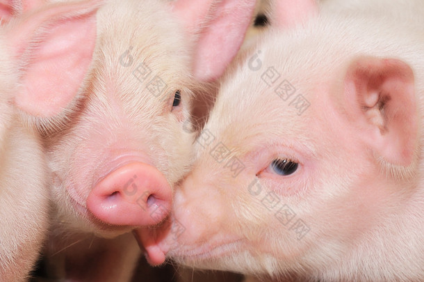 猪在农场